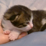 Wildfee's Norwegische Waldkatzen - Babys und Jungtiere 