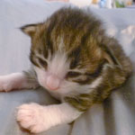 Wildfee's Norwegische Waldkatzen - Babys und Jungtiere 