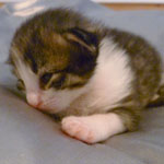 Wildfee's Norwegische Waldkatzen - Babys und Jungtiere 