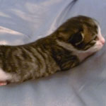 Wildfee's Norwegische Waldkatzen - Babys und Jungtiere 