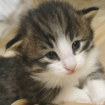 Wildfee's Norwegische Waldkatzen - Babys und Jungtiere 