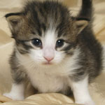 Wildfee's Norwegische Waldkatzen - Babys und Jungtiere 