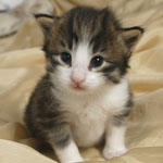 Wildfee's Norwegische Waldkatzen - Babys und Jungtiere 