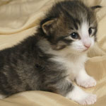 Wildfee's Norwegische Waldkatzen - Babys und Jungtiere 