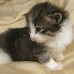 Wildfee's Norwegische Waldkatzen - Babys und Jungtiere 