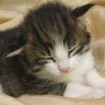 Wildfee's Norwegische Waldkatzen - Babys und Jungtiere 