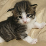 Wildfee's Norwegische Waldkatzen - Babys und Jungtiere 