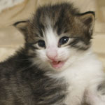 Wildfee's Norwegische Waldkatzen - Babys und Jungtiere 