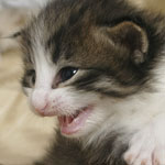 Wildfee's Norwegische Waldkatzen - Babys und Jungtiere 