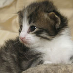 Wildfee's Norwegische Waldkatzen - Babys und Jungtiere 