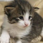 Wildfee's Norwegische Waldkatzen - Babys und Jungtiere 