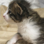 Wildfee's Norwegische Waldkatzen - Babys und Jungtiere 