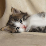 Wildfee's Norwegische Waldkatzen - Babys und Jungtiere 