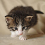 Wildfee's Norwegische Waldkatzen - Babys und Jungtiere 