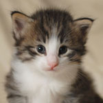 Wildfee's Norwegische Waldkatzen - Babys und Jungtiere 