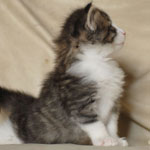 Wildfee's Norwegische Waldkatzen - Babys und Jungtiere 