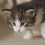 Wildfee's Norwegische Waldkatzen - Babys und Jungtiere 