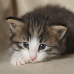 Wildfee's Norwegische Waldkatzen - Babys und Jungtiere 