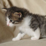 Wildfee's Norwegische Waldkatzen - Babys und Jungtiere 