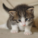 Wildfee's Norwegische Waldkatzen - Babys und Jungtiere 