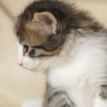 Wildfee's Norwegische Waldkatzen - Babys und Jungtiere 