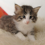 Wildfee's Norwegische Waldkatzen - Babys und Jungtiere 