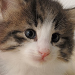 Wildfee's Norwegische Waldkatzen - Babys und Jungtiere 