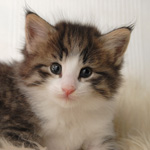 Wildfee's Norwegische Waldkatzen - Babys und Jungtiere 