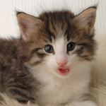 Wildfee's Norwegische Waldkatzen - Babys und Jungtiere 