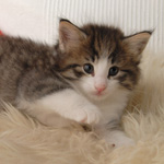 Wildfee's Norwegische Waldkatzen - Babys und Jungtiere 