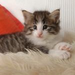 Wildfee's Norwegische Waldkatzen - Babys und Jungtiere 