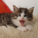 Wildfee's Norwegische Waldkatzen - Babys und Jungtiere 