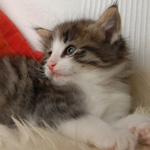 Wildfee's Norwegische Waldkatzen - Babys und Jungtiere 