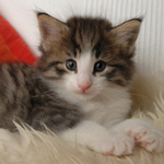 Wildfee's Norwegische Waldkatzen - Babys und Jungtiere 