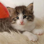 Wildfee's Norwegische Waldkatzen - Babys und Jungtiere 