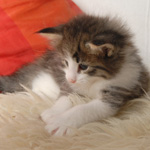 Wildfee's Norwegische Waldkatzen - Babys und Jungtiere 