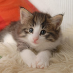 Wildfee's Norwegische Waldkatzen - Babys und Jungtiere 