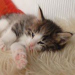 Wildfee's Norwegische Waldkatzen - Babys und Jungtiere 