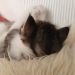 Wildfee's Norwegische Waldkatzen - Babys und Jungtiere 