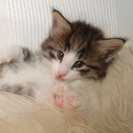 Wildfee's Norwegische Waldkatzen - Babys und Jungtiere 