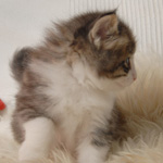 Wildfee's Norwegische Waldkatzen - Babys und Jungtiere 