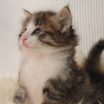 Wildfee's Norwegische Waldkatzen - Babys und Jungtiere 