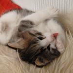 Wildfee's Norwegische Waldkatzen - Babys und Jungtiere 