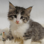 Wildfee's Norwegische Waldkatzen - Babys und Jungtiere 