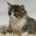 Wildfee's Norwegische Waldkatzen - Babys und Jungtiere 