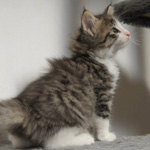 Wildfee's Norwegische Waldkatzen - Babys und Jungtiere 