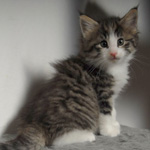 Wildfee's Norwegische Waldkatzen - Babys und Jungtiere 