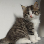 Wildfee's Norwegische Waldkatzen - Babys und Jungtiere 