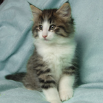 Wildfee's Norwegische Waldkatzen - Babys und Jungtiere 