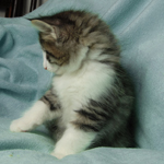 Wildfee's Norwegische Waldkatzen - Babys und Jungtiere 